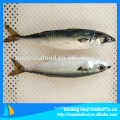 Pacific Mackerel Fish New Arrival